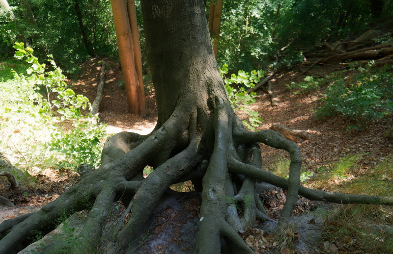 Mature beech tree
